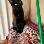 里親様、決まりました