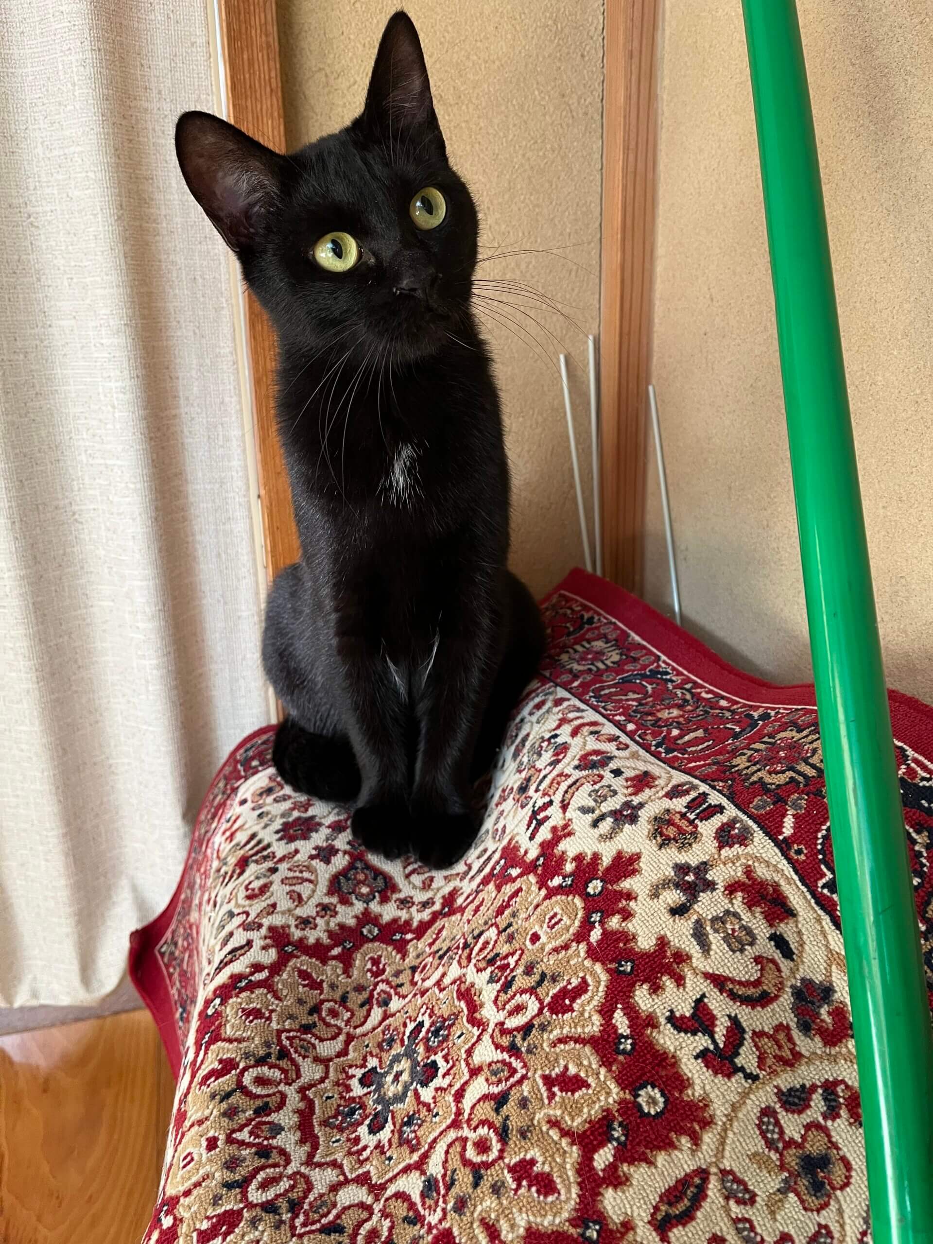 里親様、決まりました