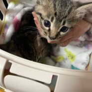 生後2ヶ月足らずのかわいい子猫（男の子）