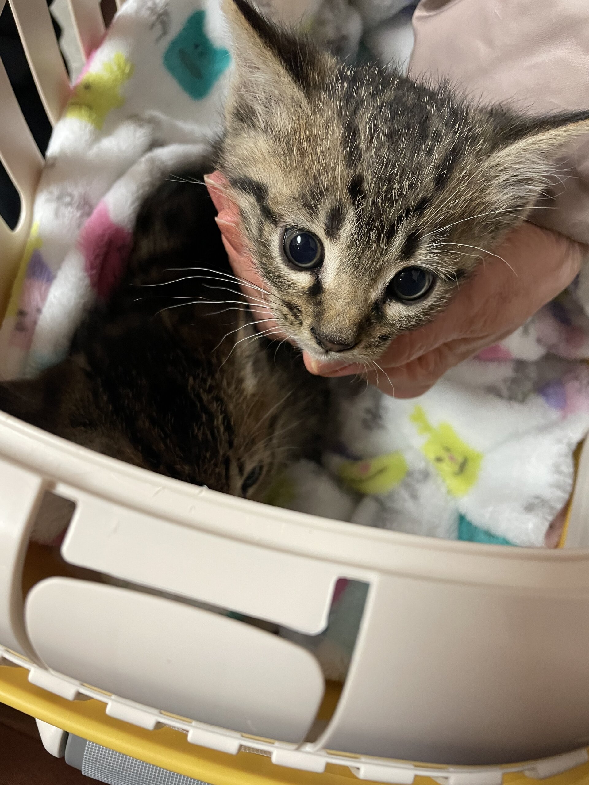 生後2ヶ月足らずのかわいい子猫（男の子）