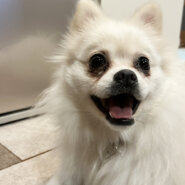 【推定1歳】ポメラニアンMixのミルクちゃん（♀）♪