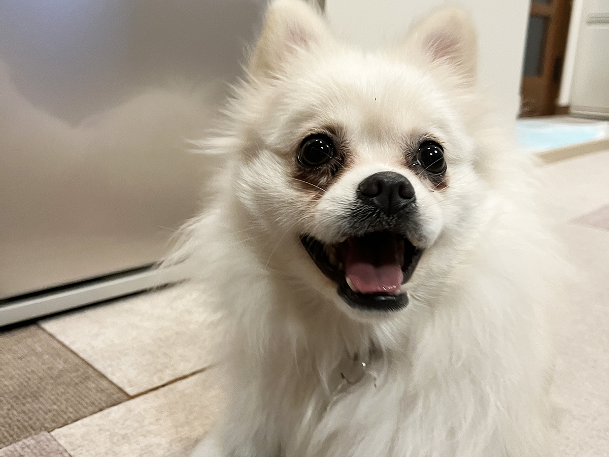 【推定1歳】ポメラニアンMixのミルクちゃん（♀）♪