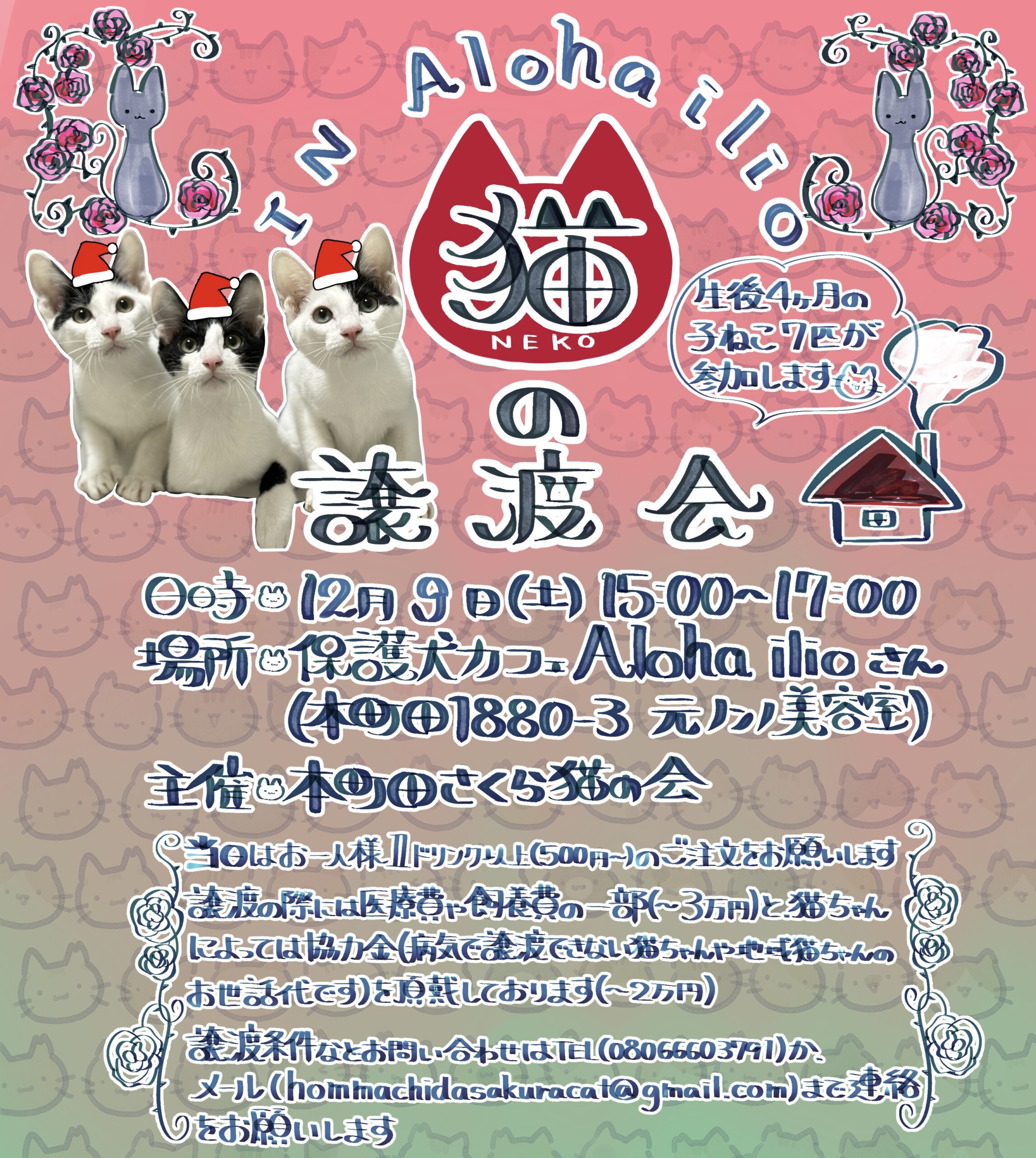 町田市保護犬カフェでの保護猫譲渡会