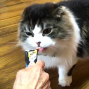 もこもこリンくん