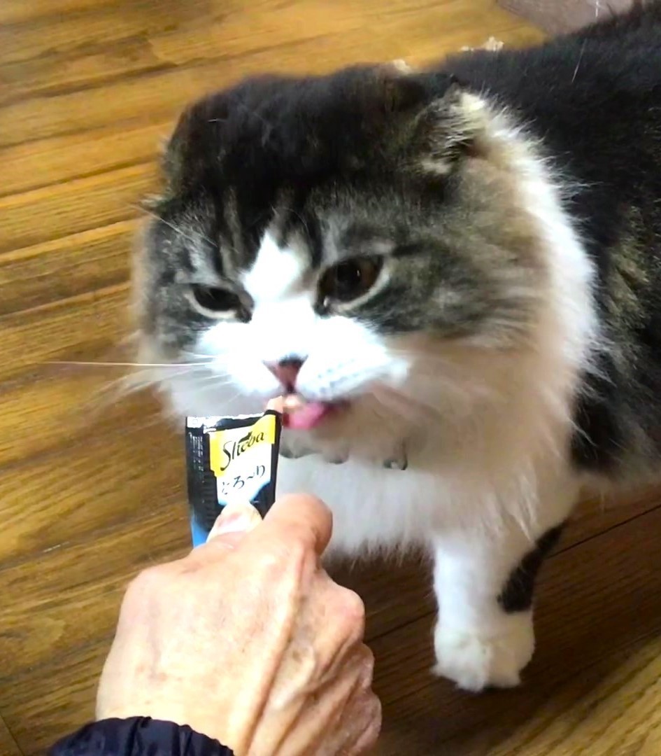 もこもこリンくん