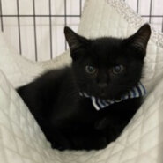 いっぱい甘えたい⭐︎3ヶ月の黒猫⭐︎ムーン