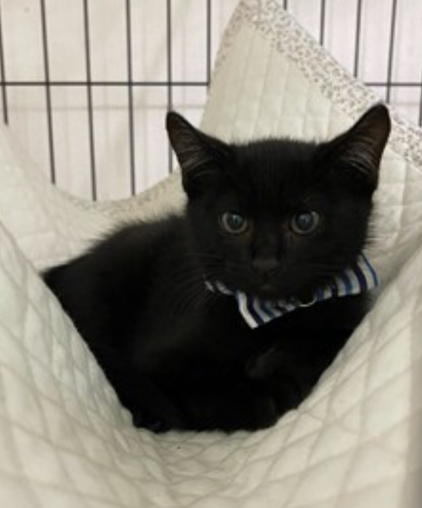 いっぱい甘えたい⭐︎3ヶ月の黒猫⭐︎ムーン