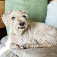 【推定9歳】トイプードルMixのチャムくん（♂）♪