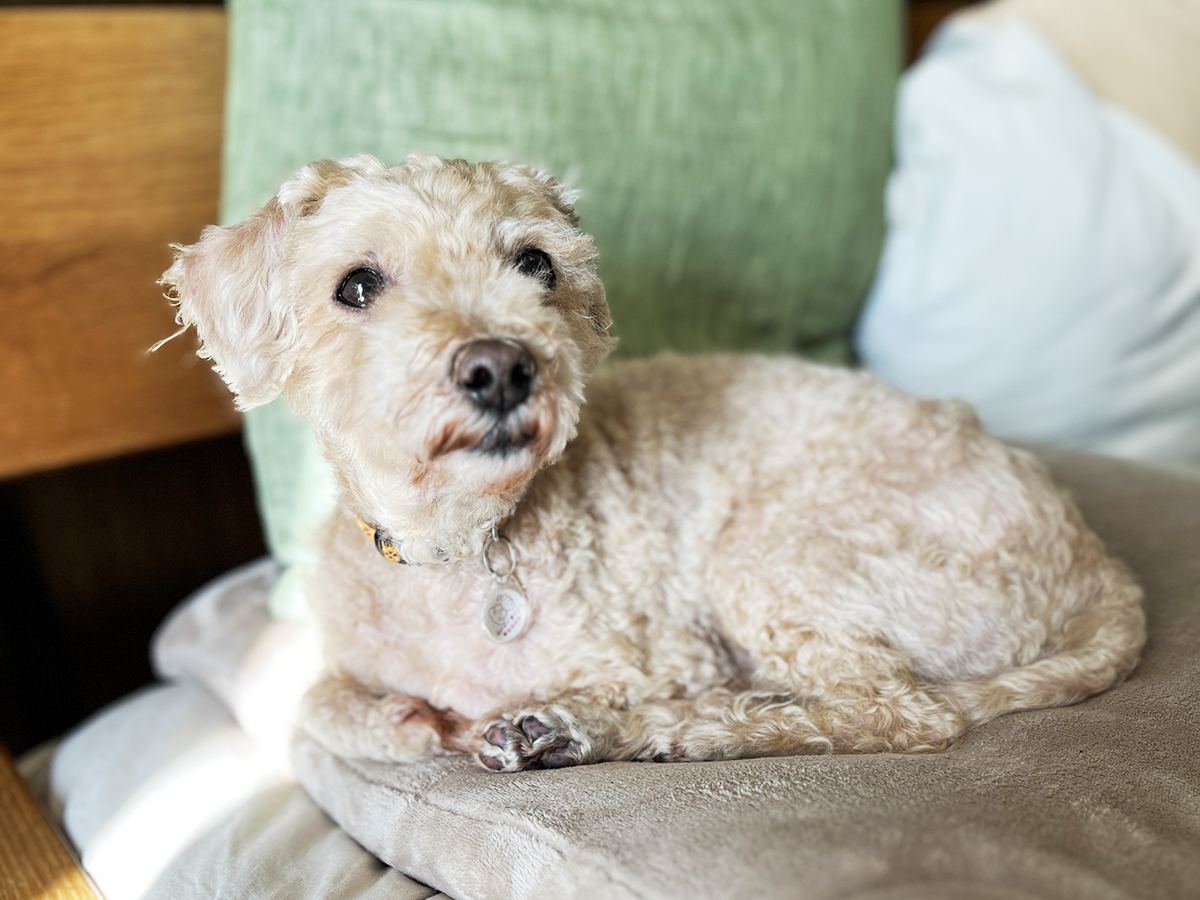 【推定9歳】トイプードルMixのチャムくん（♂）♪