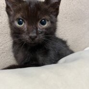 人馴れしてます