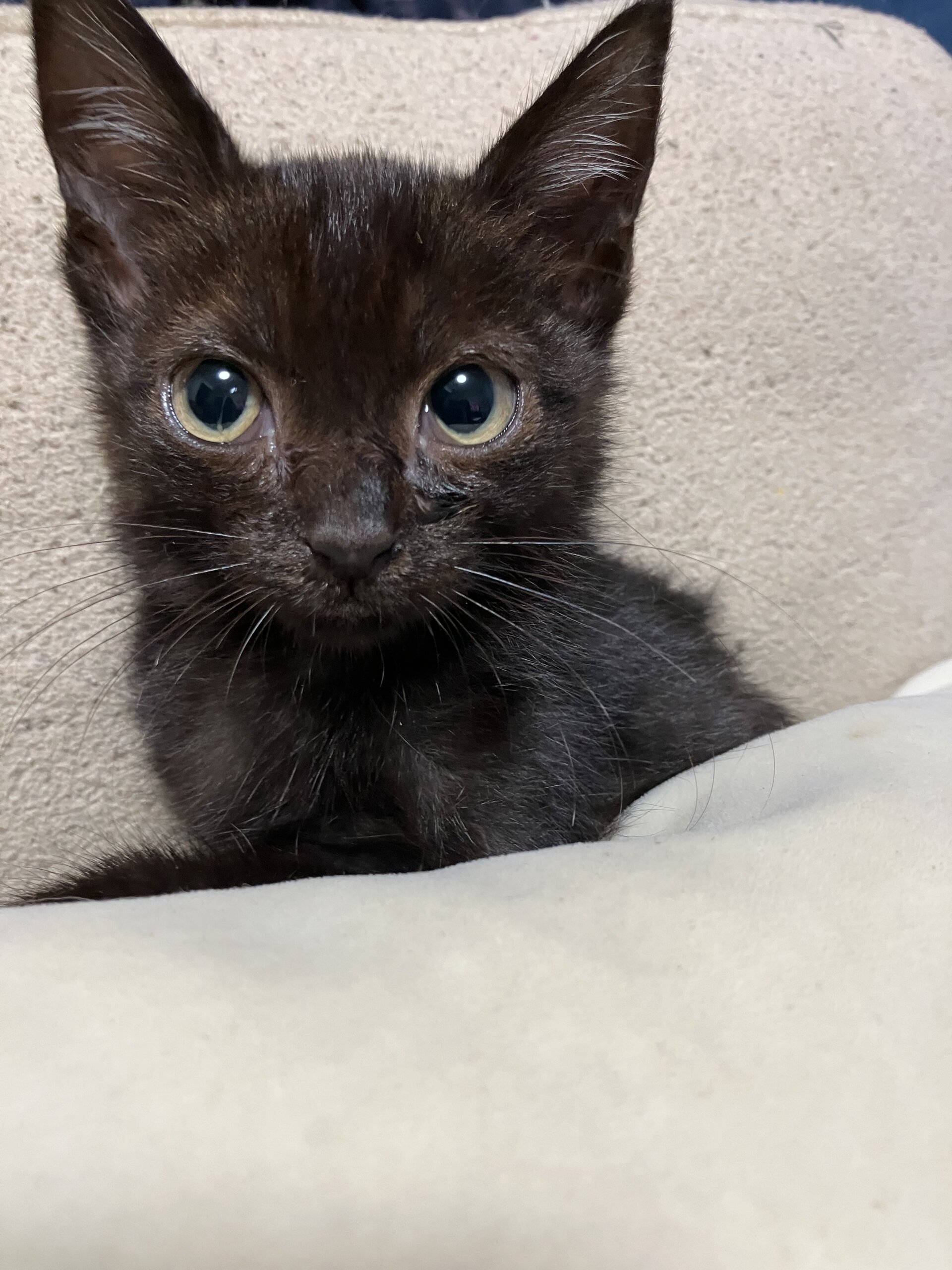 人馴れしてます