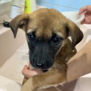 【急募】2ヶ月人馴れ抜群女子Mチップ血液検査済