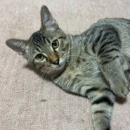 【六つ子ちゃん】しっぽくるん♡控えめな男の子