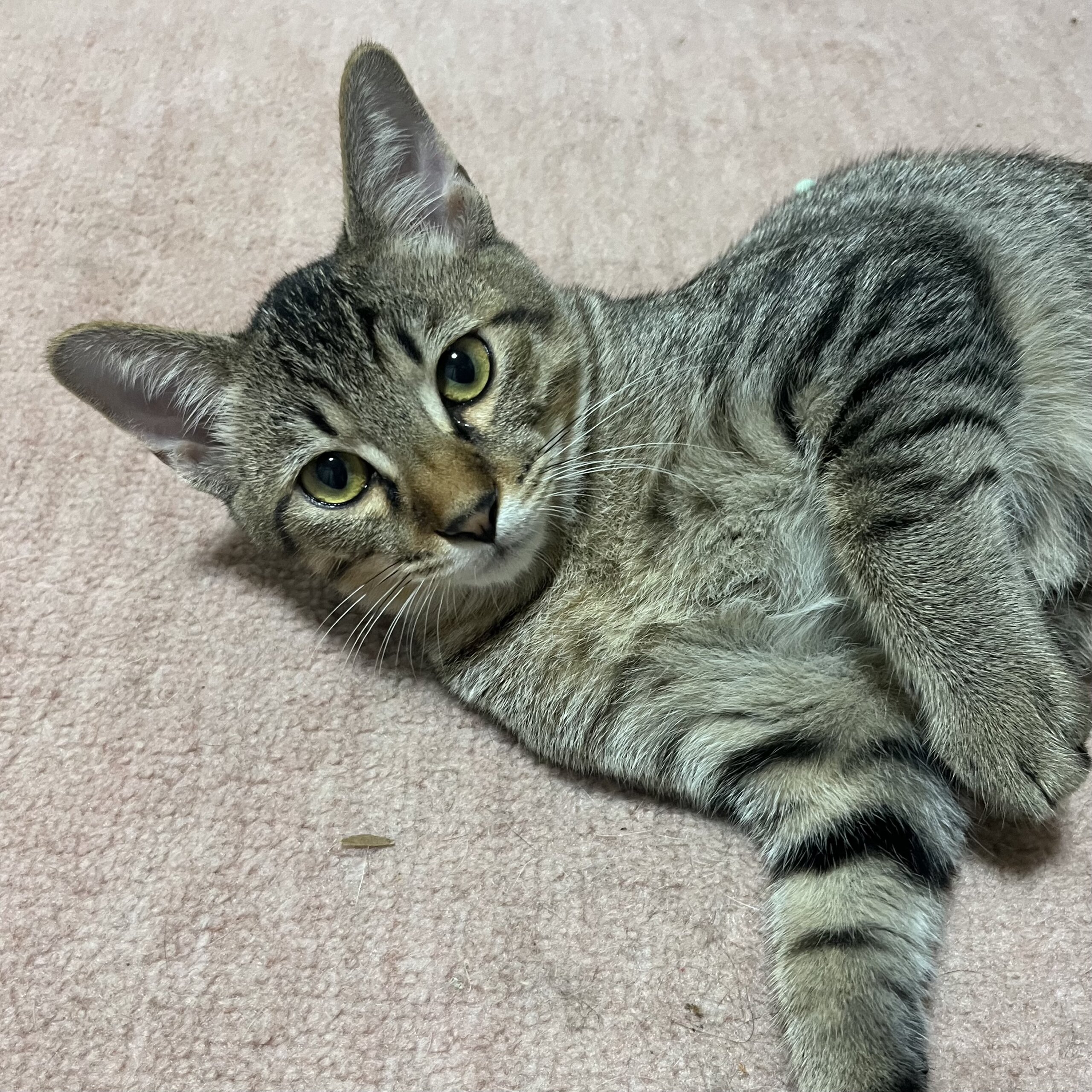 【六つ子ちゃん】しっぽくるん♡控えめな男の子