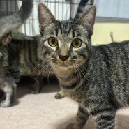 【六つ子ちゃん】甘えん坊♡可愛いお転婆っ子