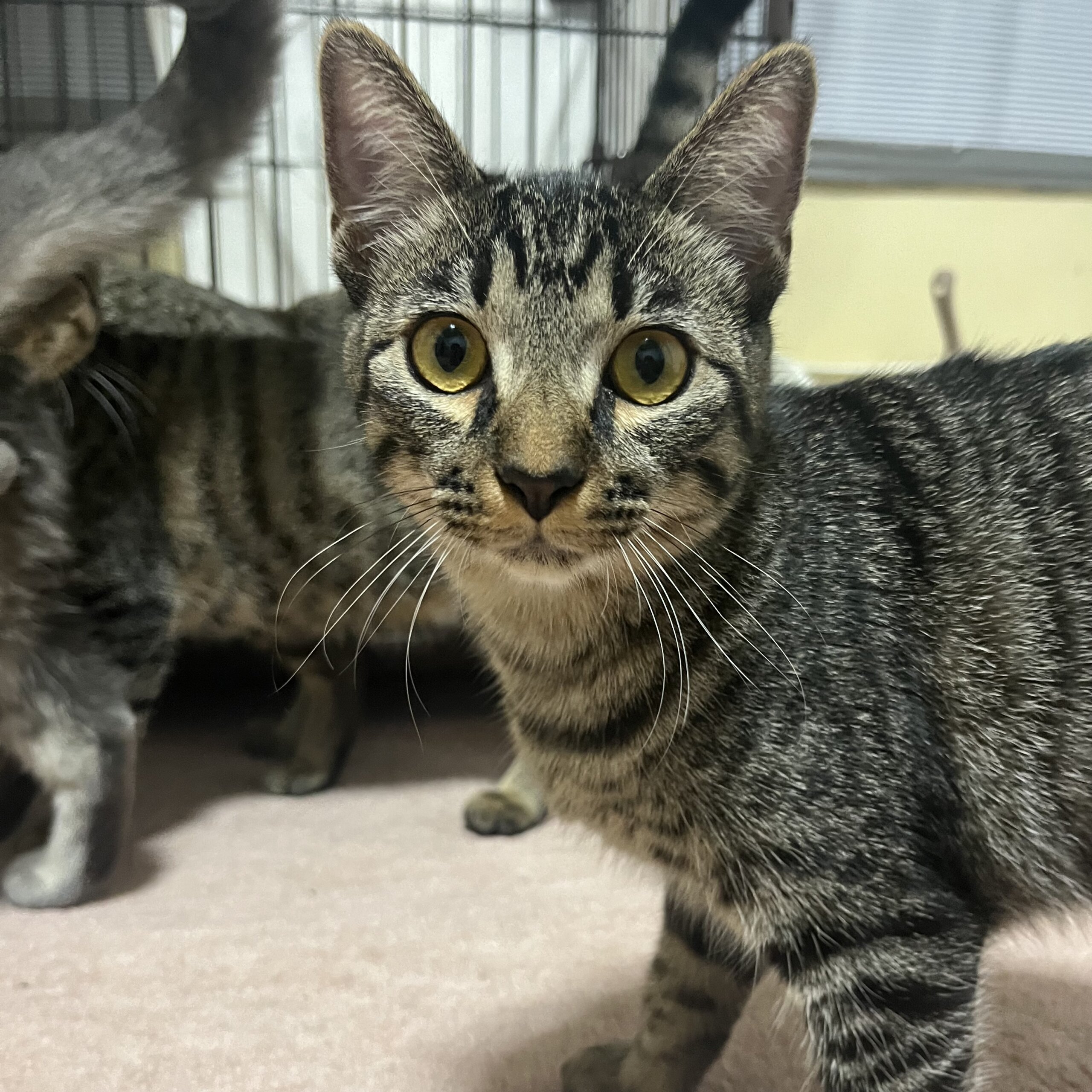 【六つ子ちゃん】甘えん坊♡可愛いお転婆っ子