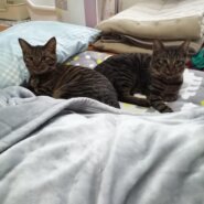 殺処分される前に…