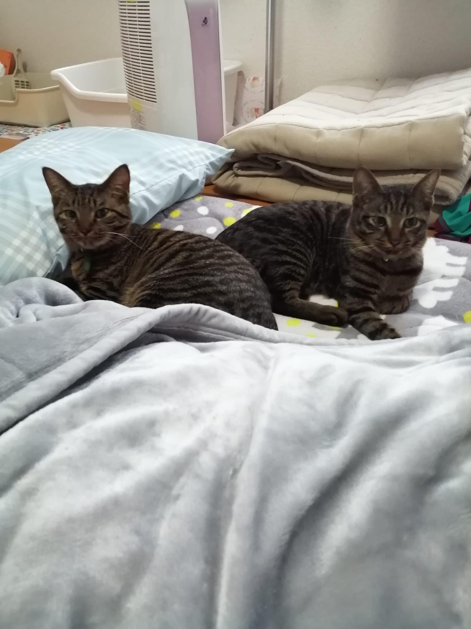 殺処分される前に…