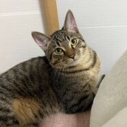 【六つ子ちゃん】困り顔が可愛い優しい男の子♡