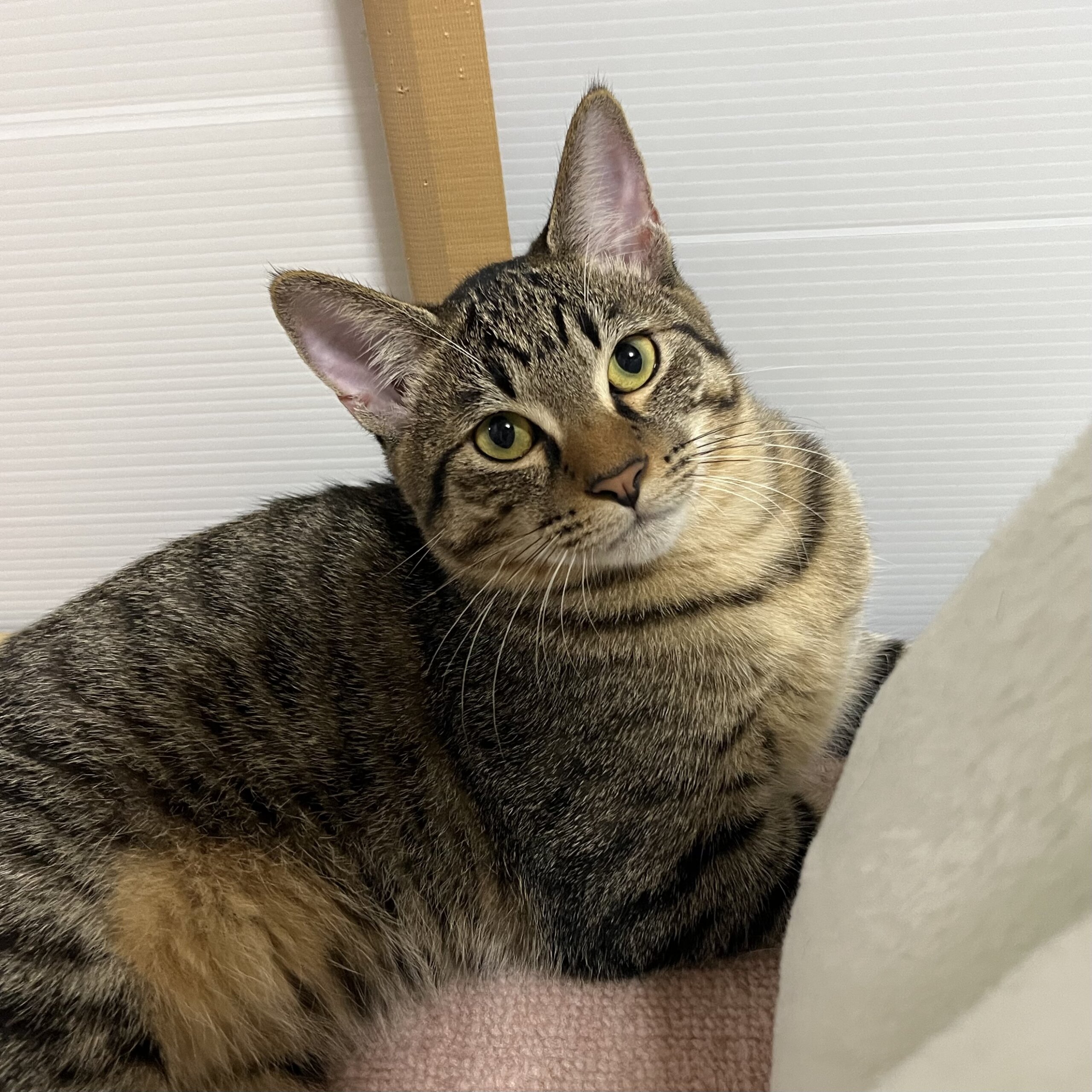 【六つ子ちゃん】困り顔が可愛い優しい男の子♡