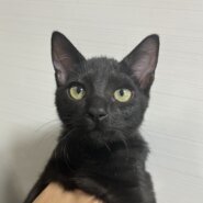 長くて綺麗なしっぽの甘え上手なやんちゃっ子