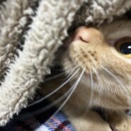 生後8ヶ月の女の子