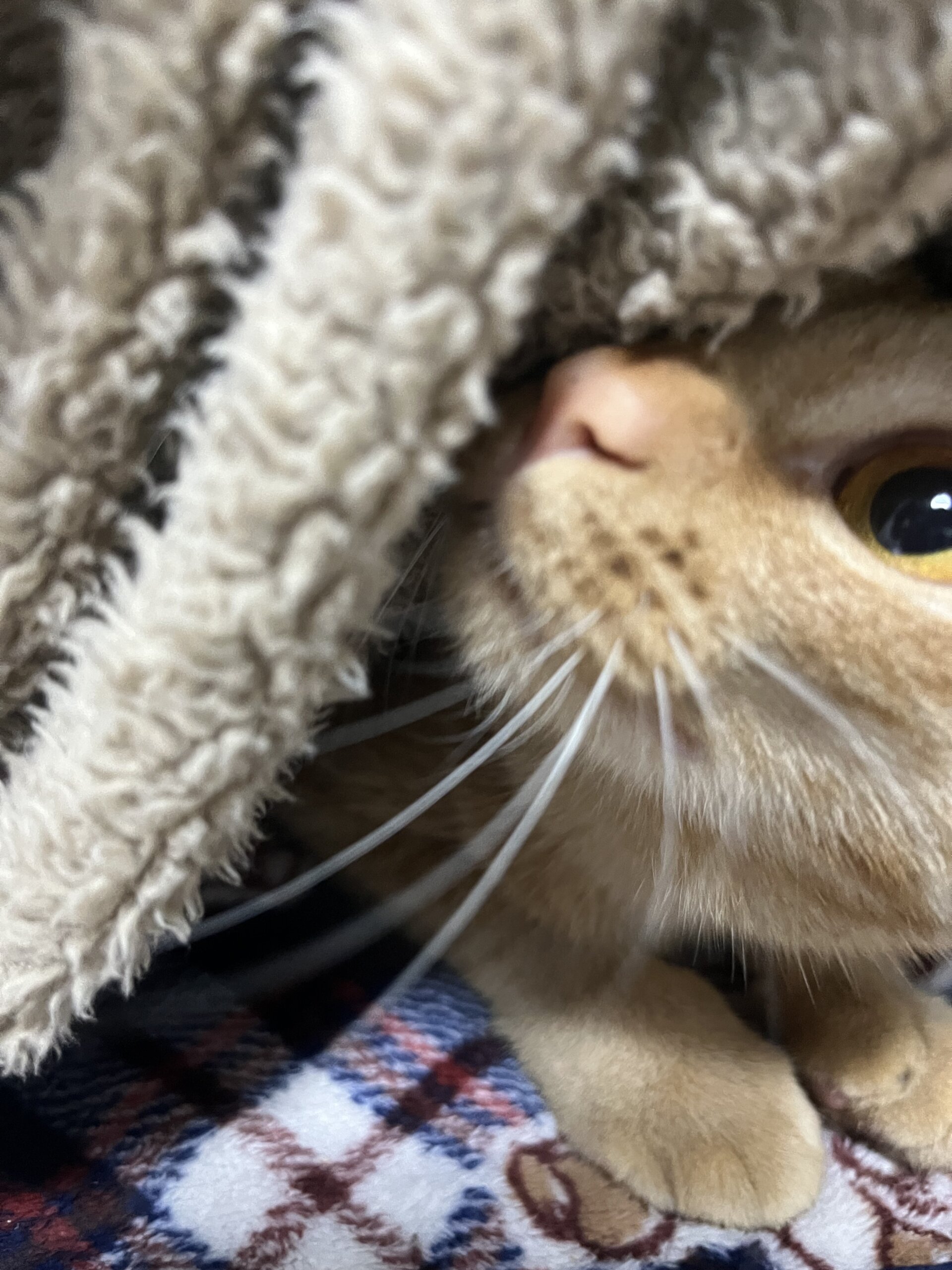 生後8ヶ月の女の子