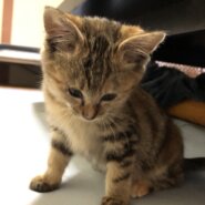 生後二ヶ月から三ヶ月の子ねこ（女の子）