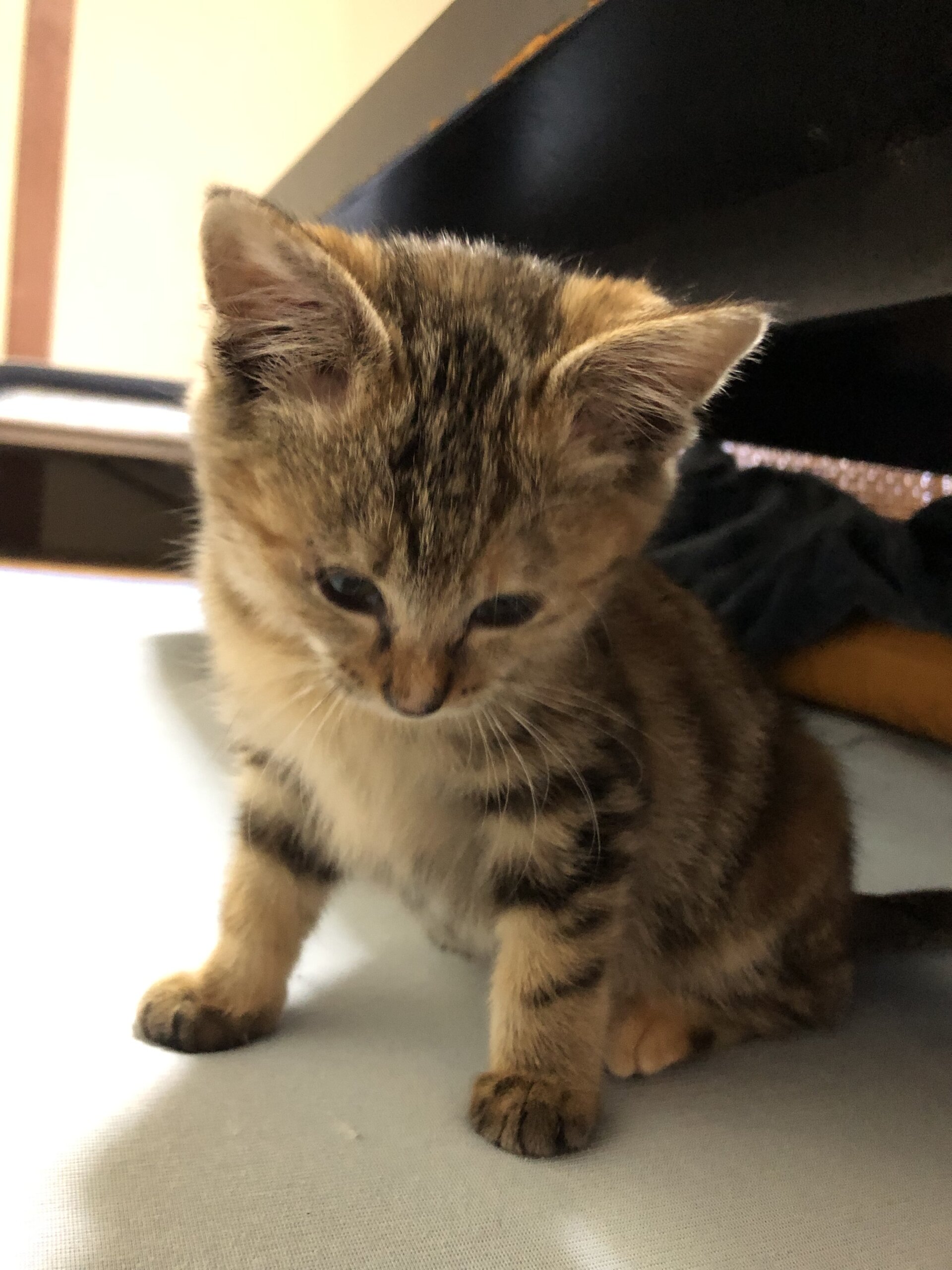 生後二ヶ月から三ヶ月の子ねこ（女の子）