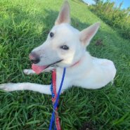 陽気な太郎くんのずっとのお家を探しています