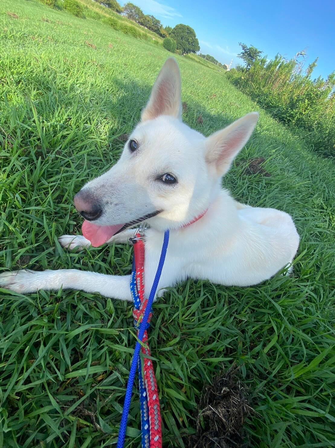 陽気な太郎くんのずっとのお家を探しています