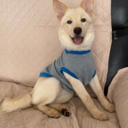 甘えん坊ミルクちゃんのずっとのお家を探しています