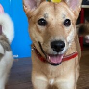 笑顔の可愛い小春ちゃんの優しい家族を探しています