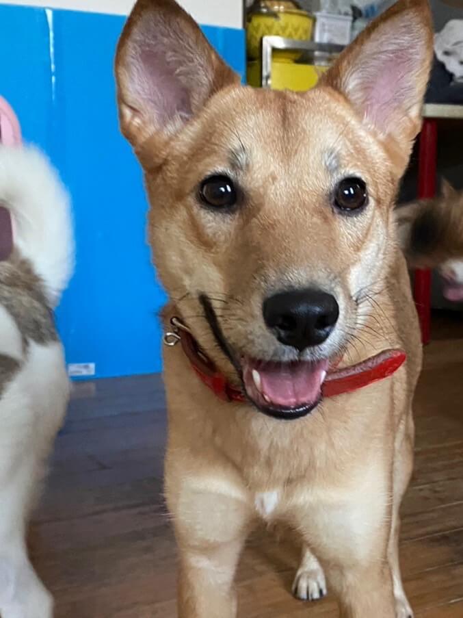 笑顔の可愛い小春ちゃんの優しい家族を探しています