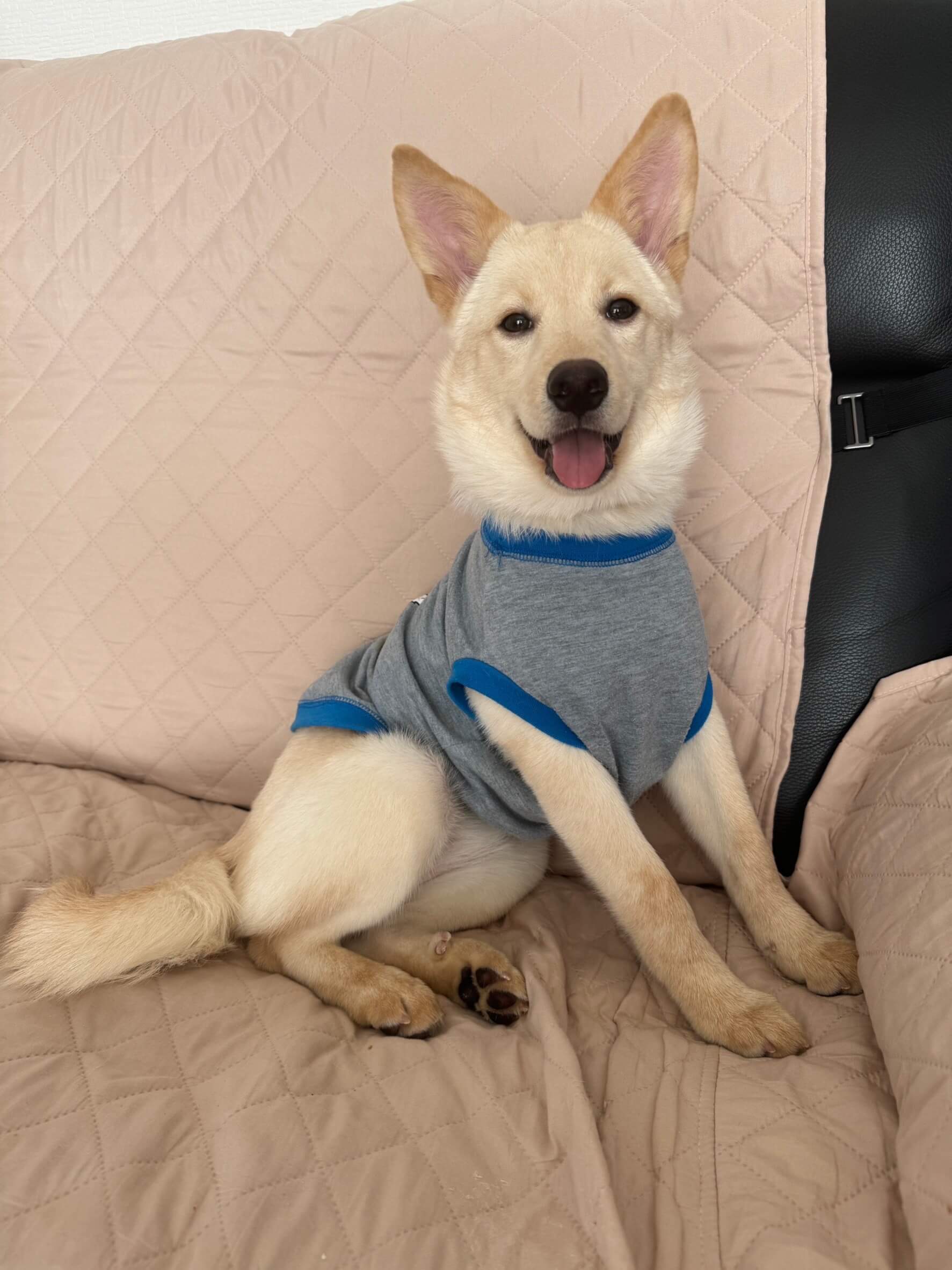 甘えん坊ミルクちゃんのずっとのお家を探しています