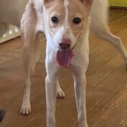 可愛いうめぼしくんのずっとのお家を探しています