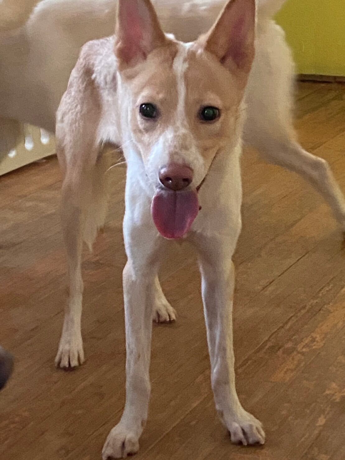 可愛いうめぼしくんのずっとのお家を探しています