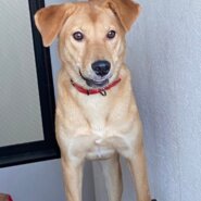 可愛い彩葉ちゃんの優しい家族を探しています