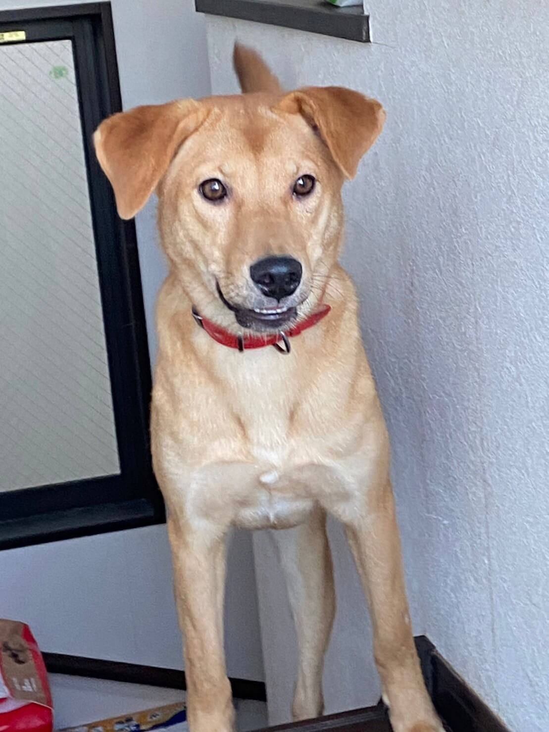 可愛い彩葉ちゃんの優しい家族を探しています