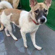 小柄の可愛い香子ちゃんの優しい家族を探しています