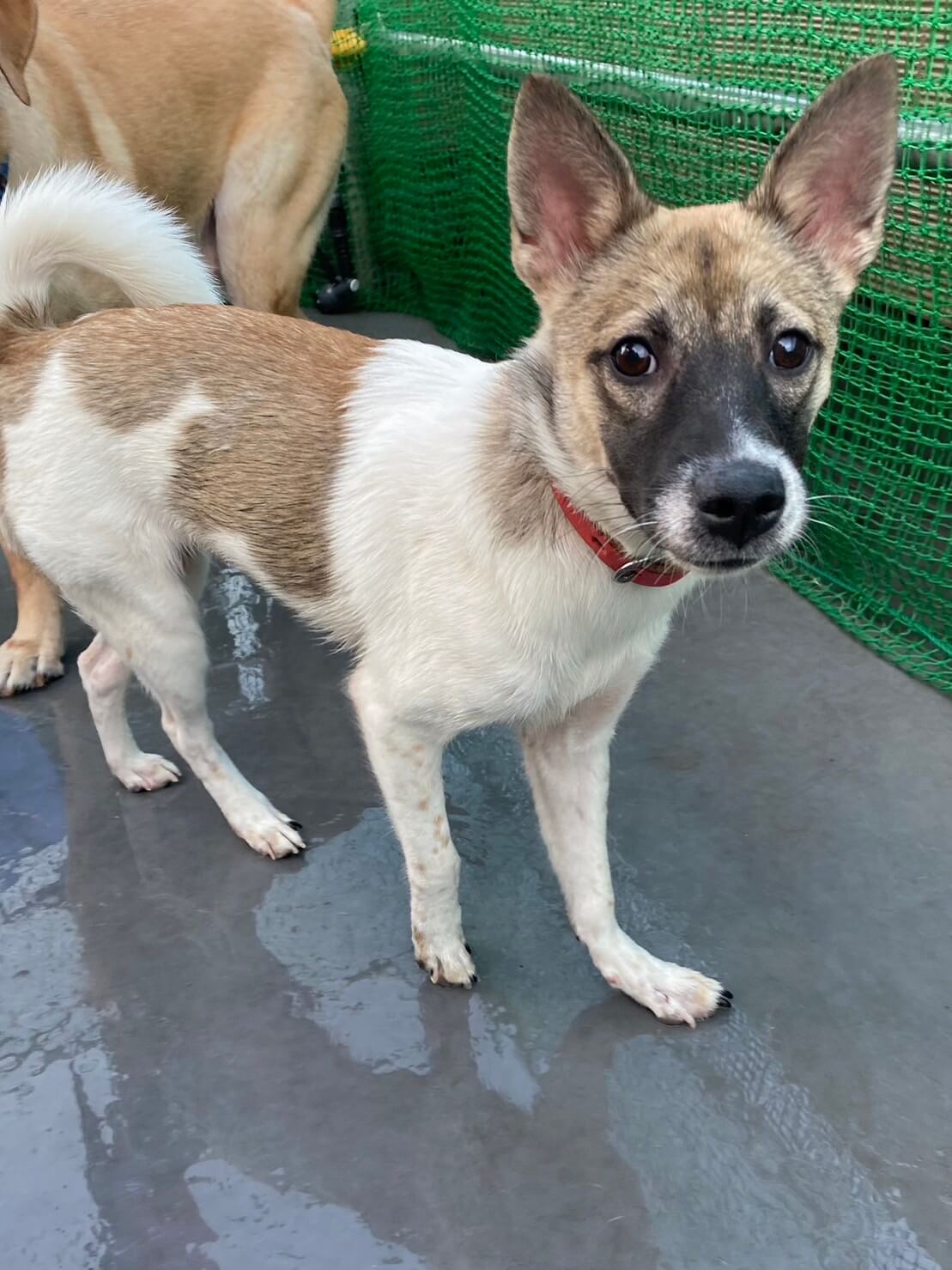 小柄の可愛い香子ちゃんの優しい家族を探しています