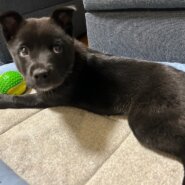 生後2ヶ月の可愛いノックくんのずっとのお家を探しています