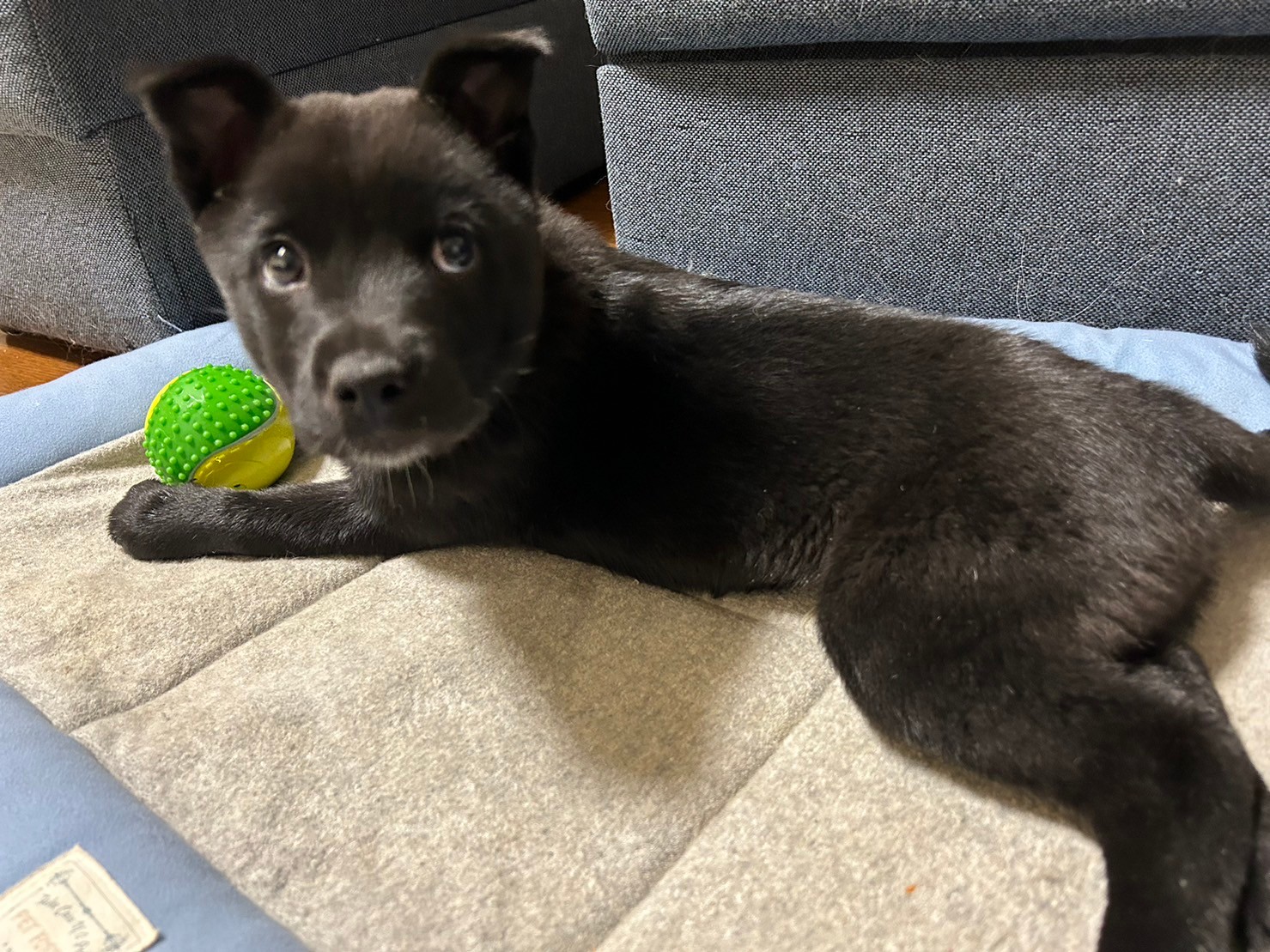 生後2ヶ月の可愛いノックくんのずっとのお家を探しています