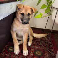 可愛いパピーのポトちゃんの優しい家族を探しています