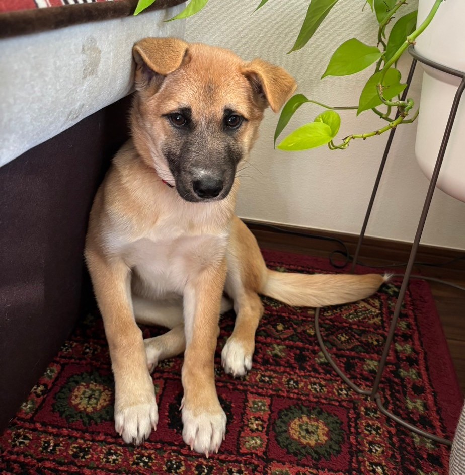 可愛いパピーのポトちゃんの優しい家族を探しています