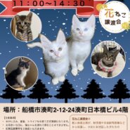 花ねこ譲渡会