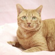 抱っこ大好き！甘えん坊の癒し系男子♡