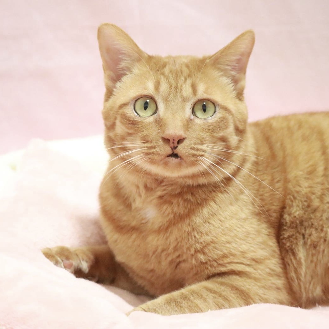 抱っこ大好き！甘えん坊の癒し系男子♡