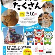 猫の譲渡会