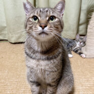 クールに見えて、子猫みたいに純粋な『シマさん』２歳